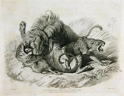 Gruppo contendenti dalla natura, tavola 6 da Venti incisioni di leoni, tigri, pantere e leopardi... inciso da Thomas Landseer, 1823 da Edwin after Landseer