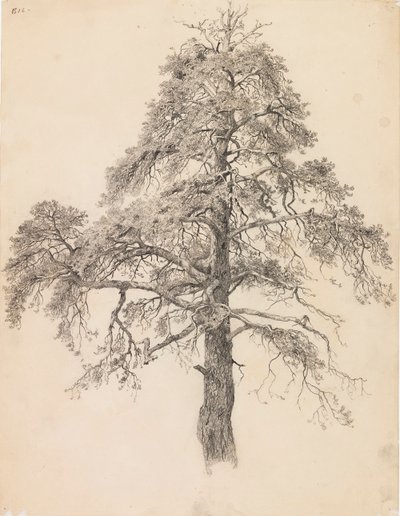 Cima di pino da Eero Järnefelt