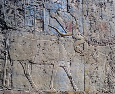 Dea Hathor in forma di mucca sacra, rilievo dipinto, Cappella di Hathor, Tempio Mortuario della Regina Hatshepsut, noto anche come Djeser-Djeseru, Deir el-Bahri, Tebe (Lista del Patrimonio Mondiale dell