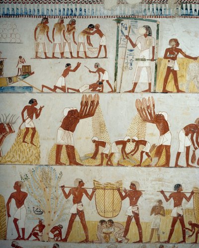 Raccolta del raccolto, trebbiatura e ventilazione del grano (dettaglio), affreschi nel vestibolo della Tomba di Menna, Necropoli di Sheikh Abd el Qurnah, Luxor, Tebe (Lista del Patrimonio Mondiale Unesco) da Egyptian 18th Dynasty