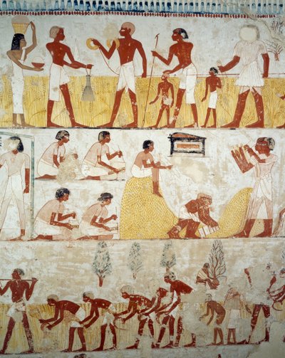 Raccolta del raccolto, trebbiatura e ventilazione del grano (dettaglio), affreschi nel vestibolo della Tomba di Menna, Necropoli di Sheikh Abd el Qurnah, Luxor, Tebe (Lista del Patrimonio Mondiale Unesco) da Egyptian 18th Dynasty