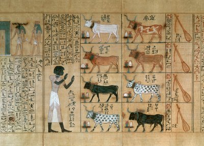 Papiro raffigurante buoi, dal Libro dei Morti di Maiherperi da Egyptian 18th Dynasty
