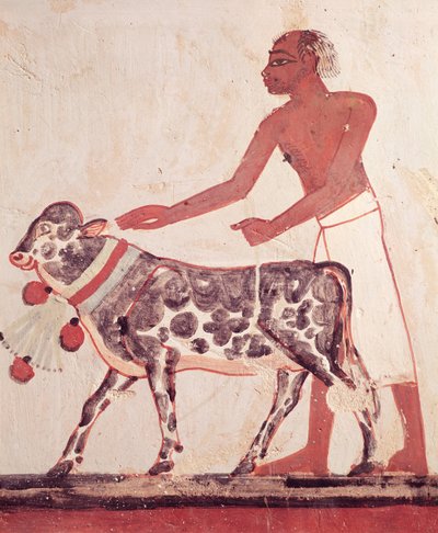 Contadino che conduce una mucca al sacrificio, dalla Tomba di Menna (affresco) da Egyptian 18th Dynasty