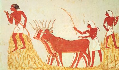 Uso delle mucche per trebbiare il grano, dalla Tomba di Menna, Nuovo Regno da Egyptian 18th Dynasty