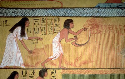 (dettaglio) di una scena di raccolto sulla parete est, dalla tomba di Sennedjem, Il Villaggio dei Lavoratori, Nuovo Regno da Egyptian 19th Dynasty