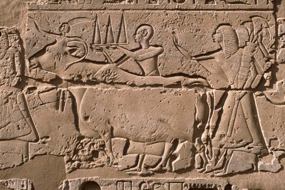 Dettaglio di un rilievo che raffigura uomini che conducono una mucca, cortile di Ramesses II (1298-32 a.C.) da Egyptian 19th Dynasty