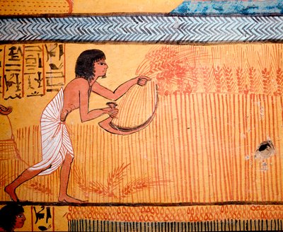 Arte egizia: Tomba di Senenmut. Il defunto miete il grano nel campo dei santi. Si usa una falce per tagliare le spighe di grano e recuperare il cereale. XIX dinastia da Egyptian 19th Dynasty