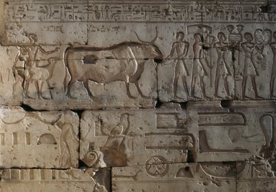 Rilievo, Tempio di Ramses II, Abydos, Egitto, civiltà egiziana, Nuovo Regno, Dinastia XIX da Egyptian 19th Dynasty