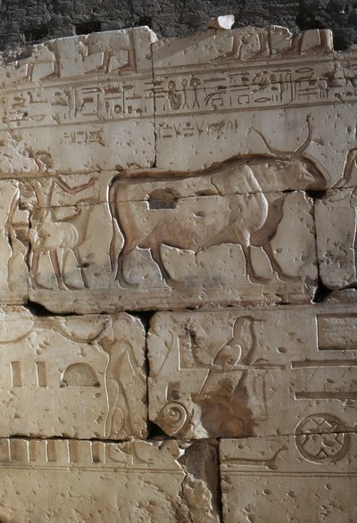 Rilievo, Tempio di Ramses II, Abido, Egitto, civiltà egizia, Nuovo Regno, Dinastia XIX da Egyptian 19th Dynasty