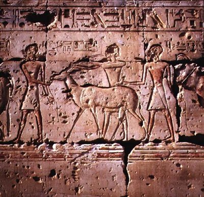 Rilievo raffigurante orici condotti in processione per il sacrificio, dal Tempio di Ramses II, Nuovo Regno da Egyptian 19th Dynasty