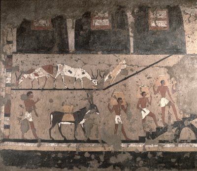 Scena agricola, pittura murale rimossa dalla Mastaba di Ti a Saqqara, Antico Regno, c.2494-2345 a.C. da Egyptian 5th Dynasty