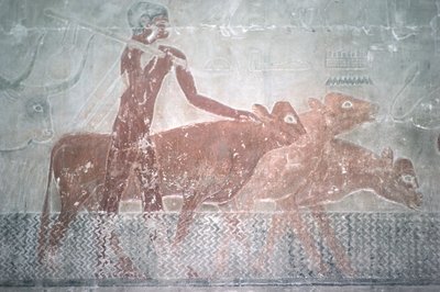 Bovini che attraversano un canale nella Cappella Mastaba di Ti, Antico Regno da Egyptian 5th Dynasty