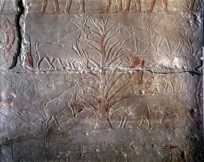 Capre che mangiano un cespuglio, rilievo dalla Mastaba di Akhethotep a Saqqara, Antico Regno da Egyptian 5th Dynasty
