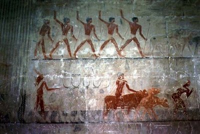 Uomini che conducono pecore e bovini dalla Cappella Mastaba di Ti, Antico Regno da Egyptian 5th Dynasty