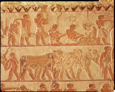Rilievo dipinto raffigurante la pubblicazione delle tasse e un gruppo di bovini, Antico Regno da Egyptian 5th Dynasty
