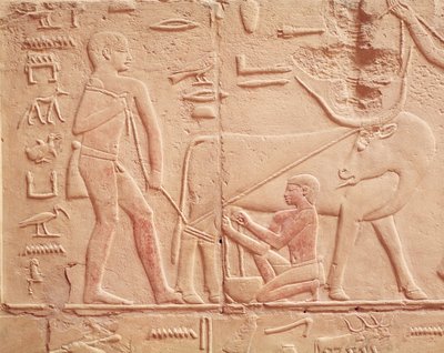 Rilievo raffigurante un uomo che munge una mucca, dalla Mastaba di Kagemni, Antico Regno (calcare dipinto) da Egyptian 6th Dynasty