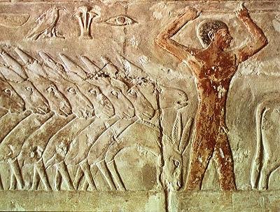 Truppa di asini, dalla Mastaba di Mereruka, Antico Regno da Egyptian 6th Dynasty Egyptian 6th Dynasty
