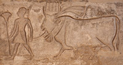 Uomo che tira una mucca, Tempio di Horus, Edfu da Egyptian Egyptian
