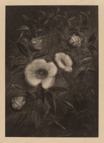 Rose Selvatiche da Elbridge Kingsley
