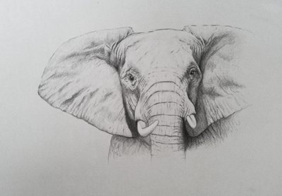 Elefante, 2011 (acquerello e matita su carta) da Eleanor Grafton