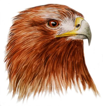 Aquila reale, 2011 (acquerello e matita) da Eleanor Grafton