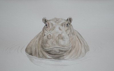 Ippopotamo, 2021 (acquerello) da Eleanor Grafton