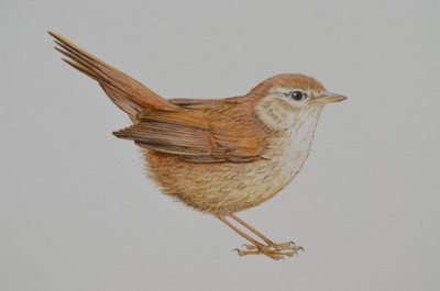 Warbler, 2023 da Eleanor Grafton
