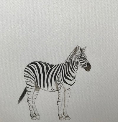 Zebra, 2018 (matita acquerellata e pittura) da Eleanor Grafton