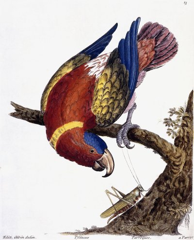 Un pappagallo, 1731-1738 da Eleazar Albin
