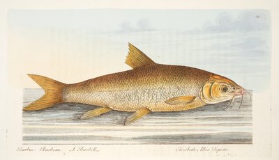 Il barbo, da Un trattato sui pesci e sugli stagni, pub. 1832 da Eleazar Albin