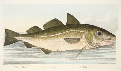 Il merluzzo, da Un trattato sui pesci e sugli stagni, pub. 1832 da Eleazar Albin