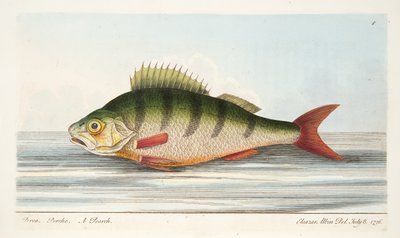 Il Persico, da A Treatise on Fish and Fish-ponds, pub. 1832 da Eleazar Albin