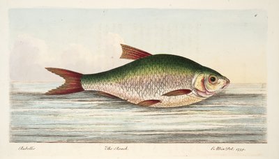 Il rutilo, da Un trattato sui pesci e sugli stagni, pub. 1832 da Eleazar Albin