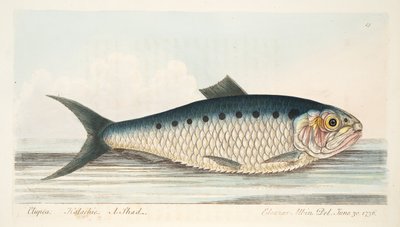 Lo shad, da Un trattato sui pesci e sugli stagni, pub. 1832 da Eleazar Albin