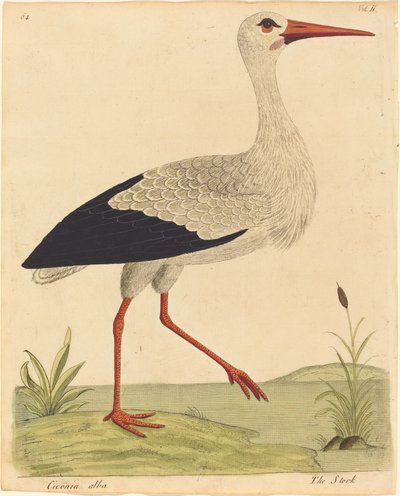 La cicogna Ciconia Alba da Eleazar Albin