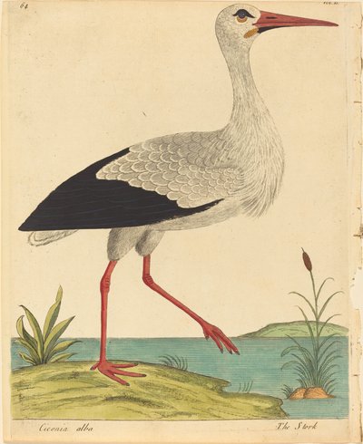 La cicogna Ciconia Alba, pubblicato 1731-1738 da Eleazar Albin