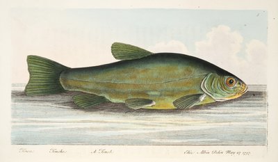 La tinca, da Un trattato sui pesci e sugli stagni, pub. 1832 da Eleazar Albin