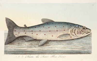 La trota, da Un trattato sui pesci e sugli stagni, pub. 1832 da Eleazar Albin
