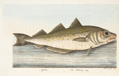 Il merlano, da Un trattato sui pesci e sugli stagni, pub. 1832 da Eleazar Albin