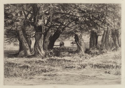 Un Gruppo di Salici da Eleazer Hutchinson Miller