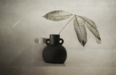 Sereno still life botanico da Elena Arjona