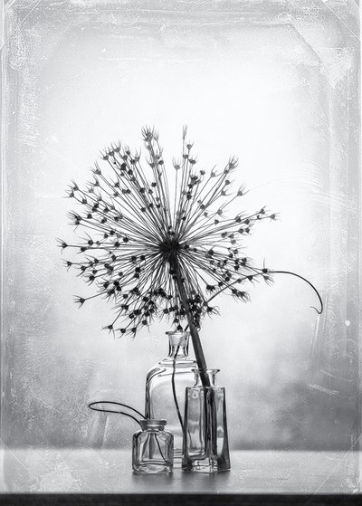 Studio botanico monocromatico da Eleonora Grigorjeva