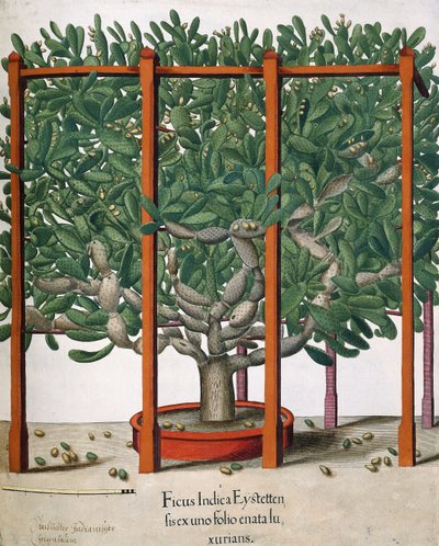 Ficus Indica Eystetten fis ex uno Folio Enata lu Xurians, 1613 da Elias Gottleib Haussmann