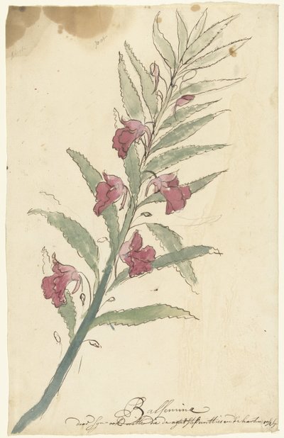 Balsamina da Elias van Nijmegen