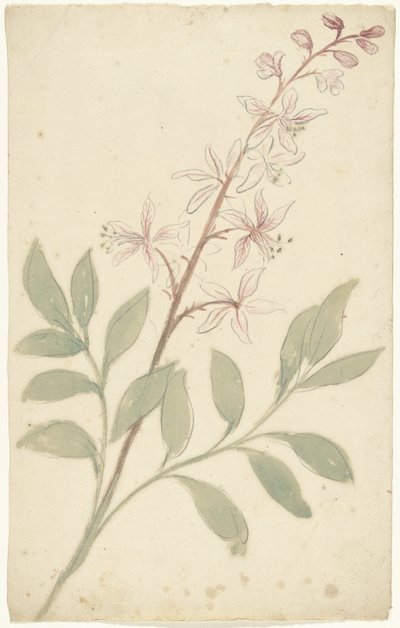 Studio di fiori da Elias van Nijmegen