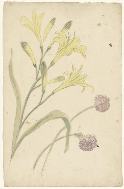 Studi di fiori di un giglio giallo e di una cipolla in fiore da Elias van Nijmegen
