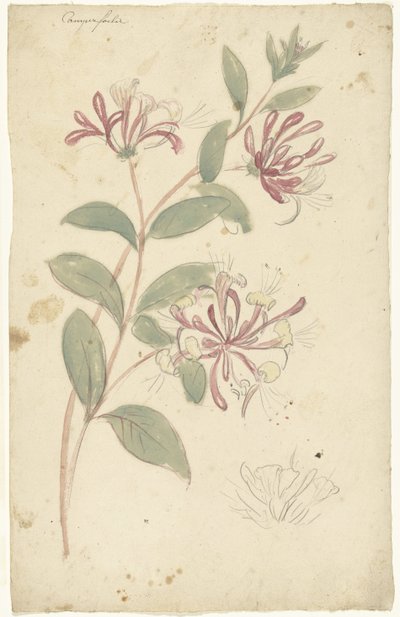 Caprifoglio da Elias van Nijmegen