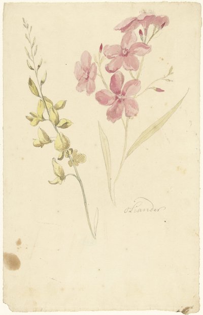 Oleandro e ginestra da Elias van Nijmegen