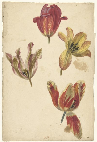 Studi di quattro tulipani da Elias van Nijmegen