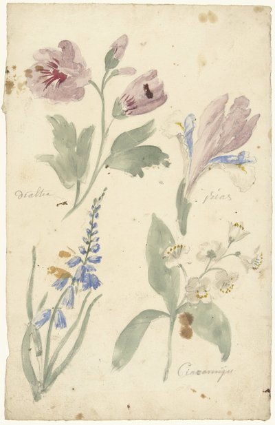 Studi di fiori tra cui un